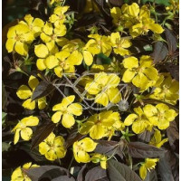 tojeść, tojeść Fire Cracker, Lysimachia