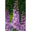 Ostróżka 'Magic Fountains Deep Rose White Bee' | Delphinium elatum