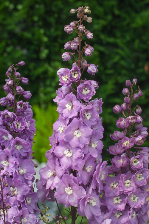 Ostróżka 'Magic Fountains Deep Rose White Bee' | Delphinium elatum