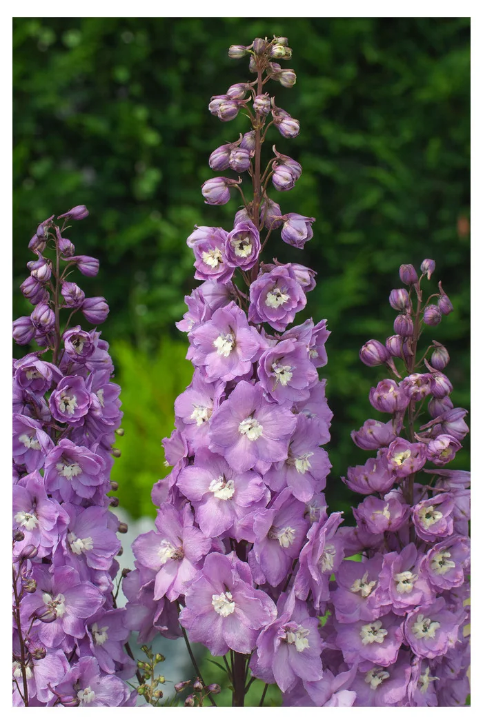 Ostróżka 'Magic Fountains Deep Rose White Bee' | Delphinium elatum