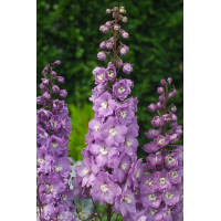 Ostróżka 'Magic Fountains Deep Rose White Bee' | Delphinium elatum