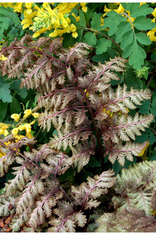 Wietlica 'Ursula's Red'| Athyrium