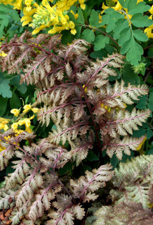 Wietlica 'Ursula's Red'| Athyrium
