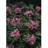 Kalmia szerokolistna 'Minuet' | Kalmia latifolia