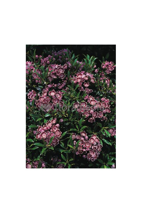 Kalmia szerokolistna 'Minuet' | Kalmia latifolia