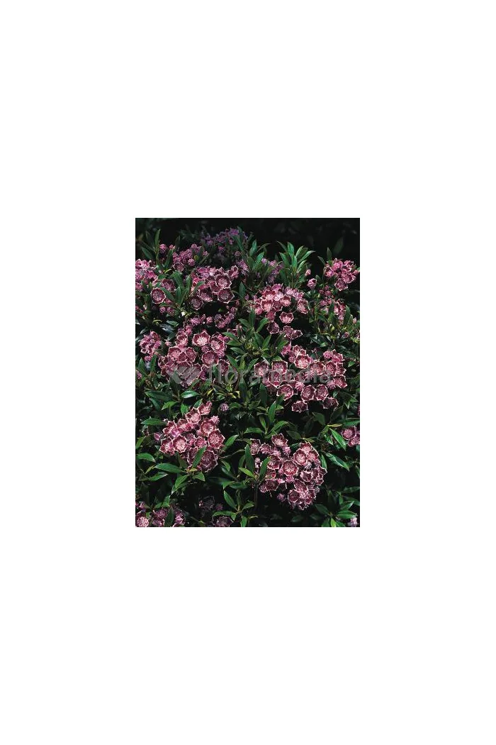Kalmia szerokolistna 'Minuet' | Kalmia latifolia