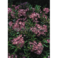 Kalmia szerokolistna 'Minuet' | Kalmia latifolia
