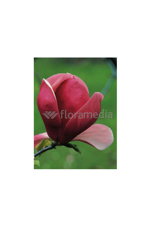 Magnolia Soulange'a 'Lennei' Magnolia x soulangeana