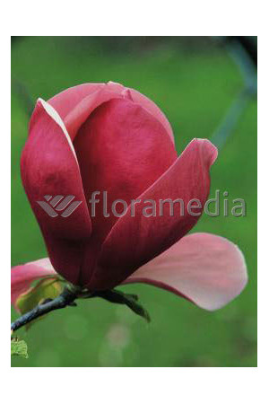 Magnolia Soulange'a 'Lennei' Magnolia x soulangeana