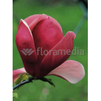 Magnolia Soulange'a 'Lennei' Magnolia x soulangeana