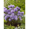 Różanecznik 'Blue Tit' Rhododendron impeditum