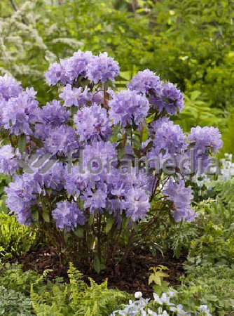 Różanecznik 'Blue Tit' Rhododendron impeditum