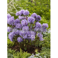 Różanecznik 'Blue Tit' Rhododendron impeditum
