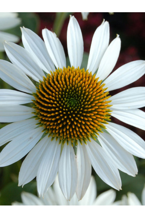 Jeżówka 'Purity' Echinacea