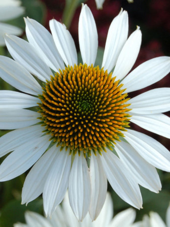 Jeżówka 'Purity' Echinacea