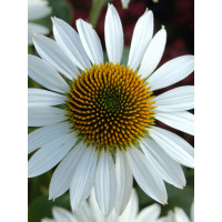 Jeżówka 'Purity' Echinacea