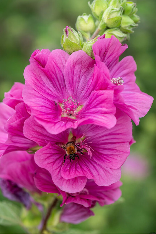 Ślazówka Clementa 'Burgundy Wine' | Lavatera x clementii