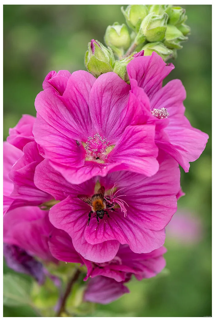 Ślazówka Clementa 'Burgundy Wine' | Lavatera x clementii