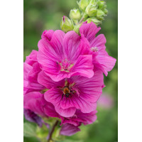 Ślazówka Clementa 'Burgundy Wine' | Lavatera x clementii