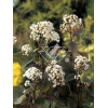 Sadziec pomarszczony 'Chocolate'' | Eupatorium rugosum
