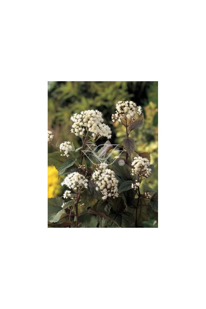 Sadziec pomarszczony 'Chocolate'' | Eupatorium rugosum