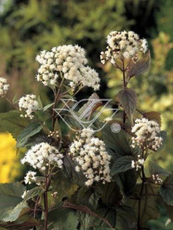 Sadziec pomarszczony 'Chocolate'' | Eupatorium rugosum