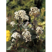 Sadziec pomarszczony 'Chocolate'' | Eupatorium rugosum