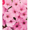 Supertunia Vista 'Bubblegum'