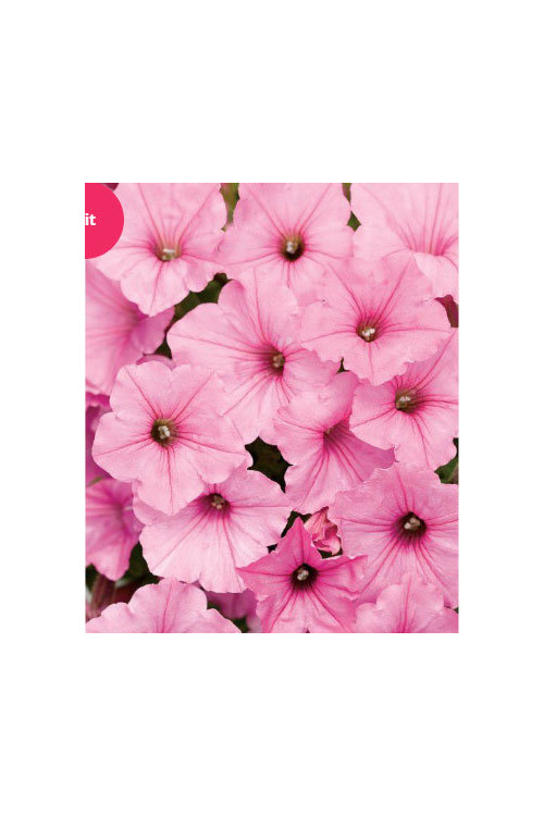 Supertunia Vista 'Bubblegum'