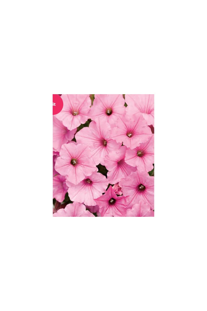 Supertunia Vista 'Bubblegum'