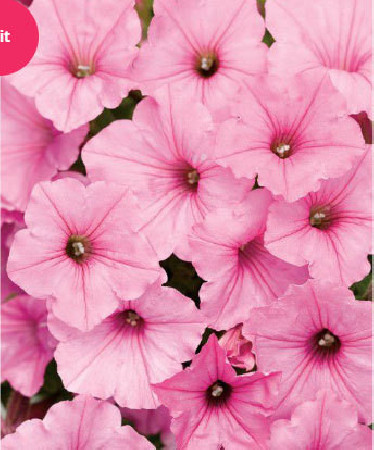 Supertunia Vista 'Bubblegum'