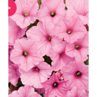 Supertunia Vista 'Bubblegum'