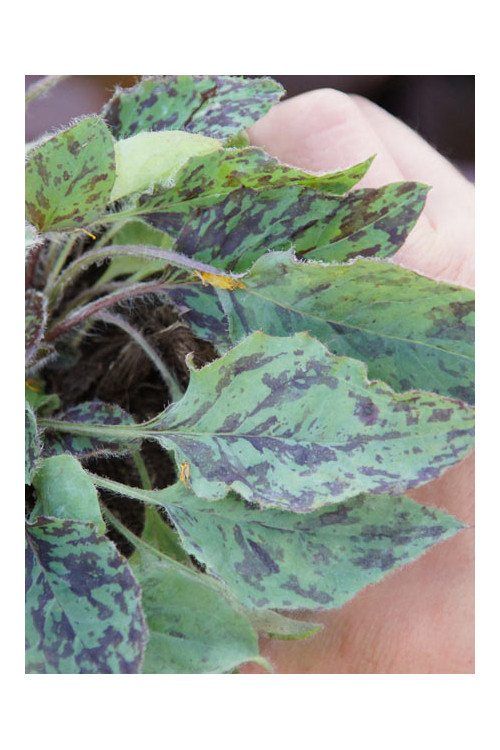 jastrzębiec, hieracium