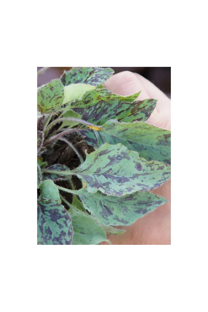 jastrzębiec, hieracium