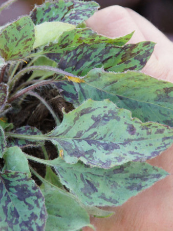 jastrzębiec, hieracium