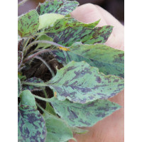 jastrzębiec, hieracium