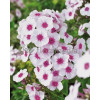Floks wiechowaty 'Swizzle' Phlox panniculata