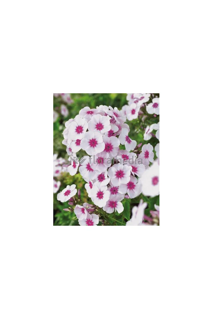 Floks wiechowaty 'Swizzle' Phlox panniculata