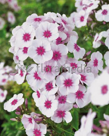 Floks wiechowaty 'Swizzle' Phlox panniculata