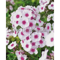 Floks wiechowaty 'Swizzle' Phlox panniculata