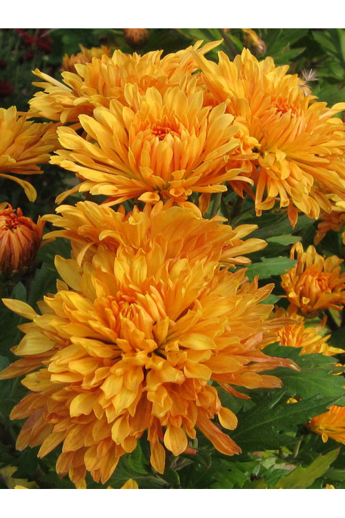Złocień ogrodowy 'Mandarine' | Chrysanthemum indicum