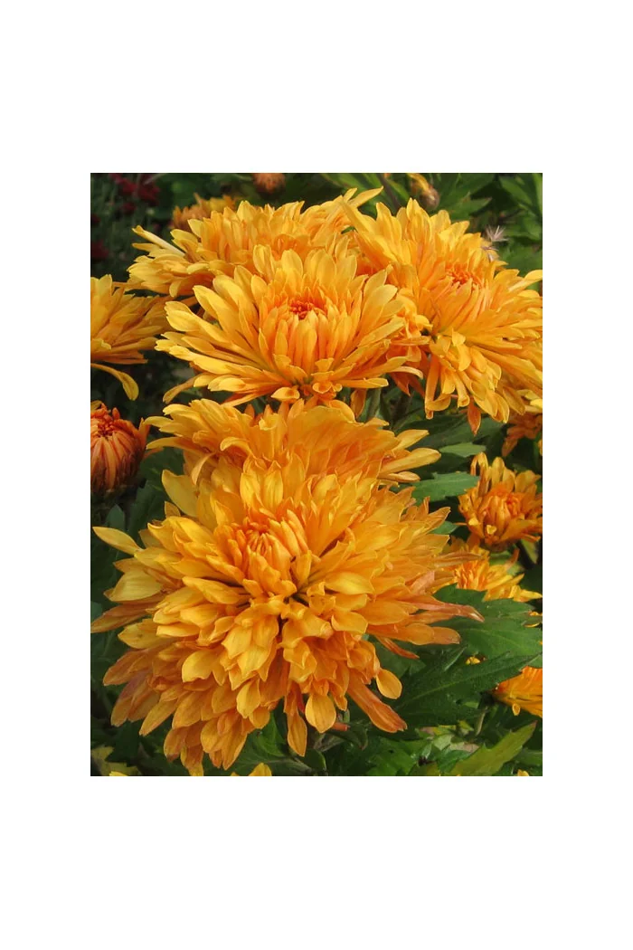 Złocień ogrodowy 'Mandarine' | Chrysanthemum indicum