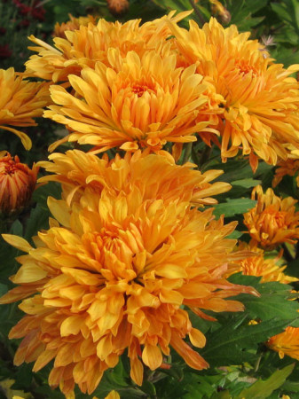Złocień ogrodowy 'Mandarine' | Chrysanthemum indicum