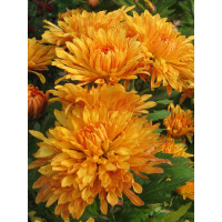 Złocień ogrodowy 'Mandarine' | Chrysanthemum indicum