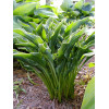 Funkia 'Praying Hands' | Hosta