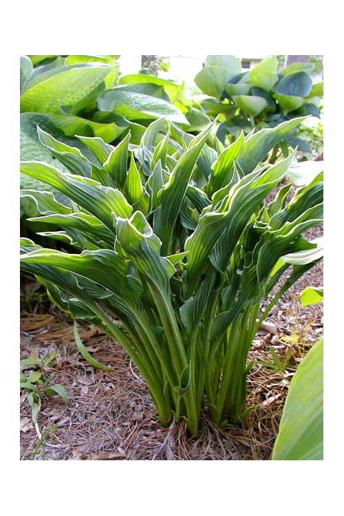 Funkia 'Praying Hands' | Hosta