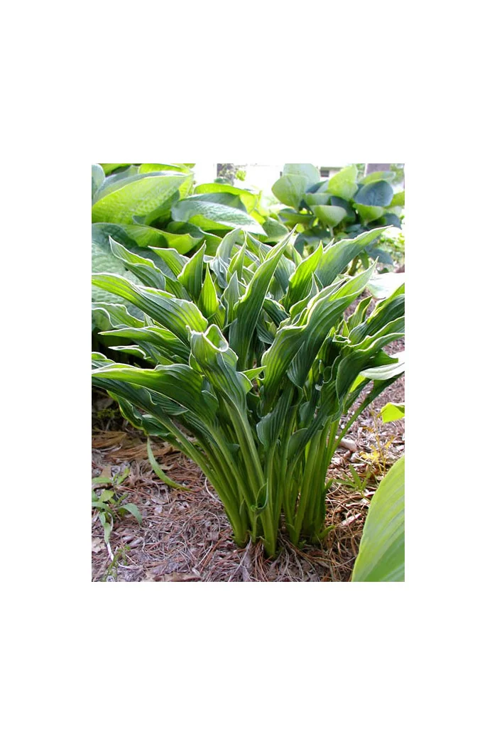 Funkia 'Praying Hands' | Hosta