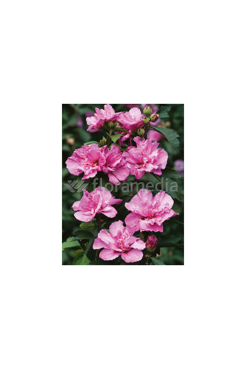 Ketmia syryjska 'Ardens' Hibiscus syriacus