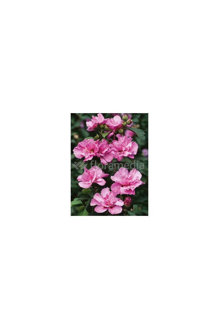 Ketmia syryjska 'Ardens' Hibiscus syriacus