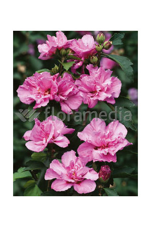 Ketmia syryjska 'Ardens' Hibiscus syriacus